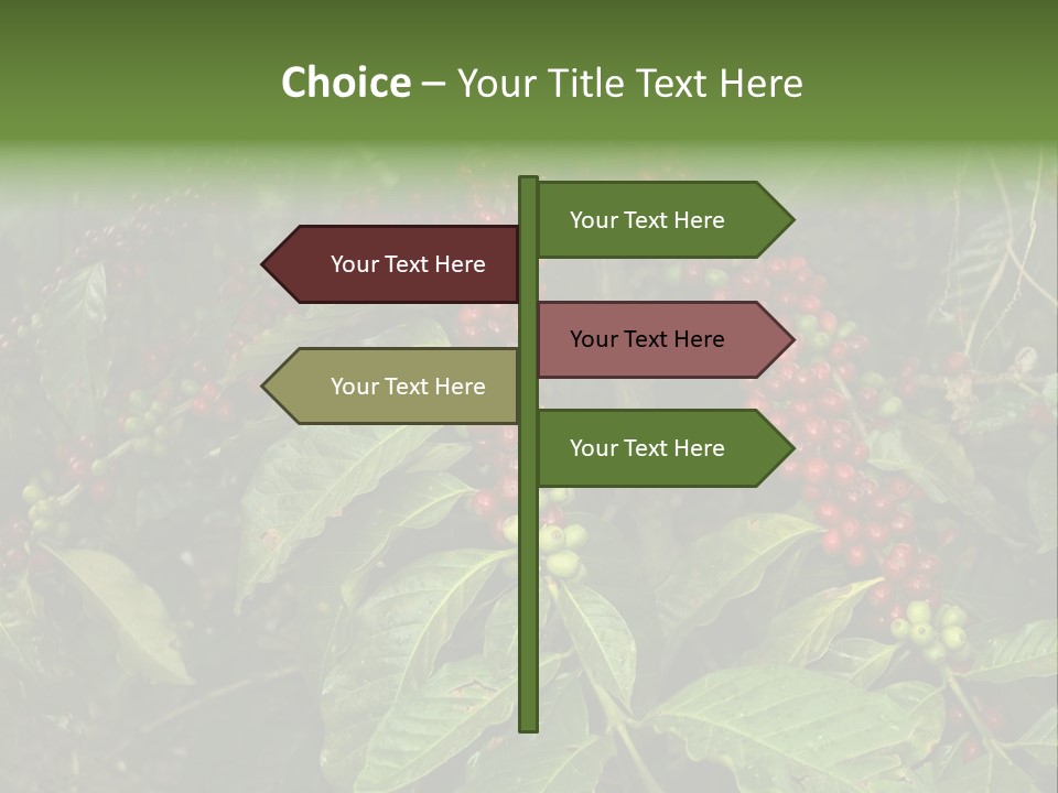 Ripe Coffee Berries PowerPoint Template