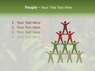 Ripe Coffee Berries PowerPoint Template