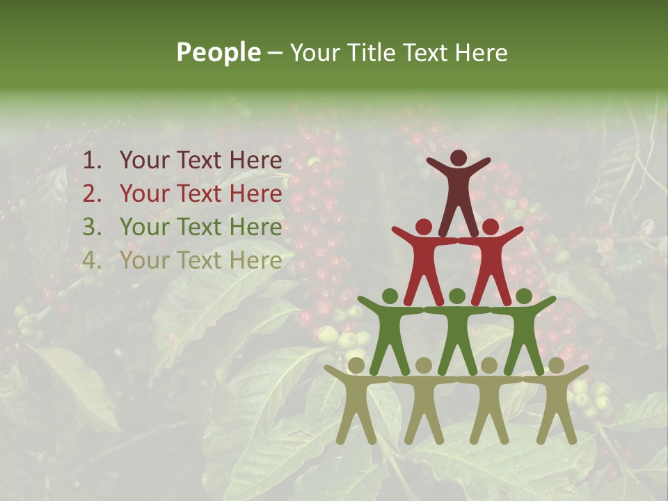 Ripe Coffee Berries PowerPoint Template