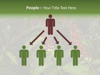 Ripe Coffee Berries PowerPoint Template