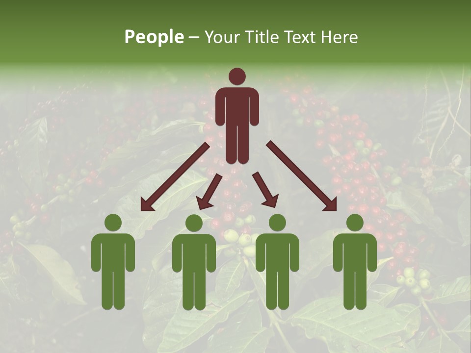 Ripe Coffee Berries PowerPoint Template