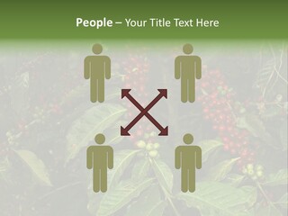 Ripe Coffee Berries PowerPoint Template