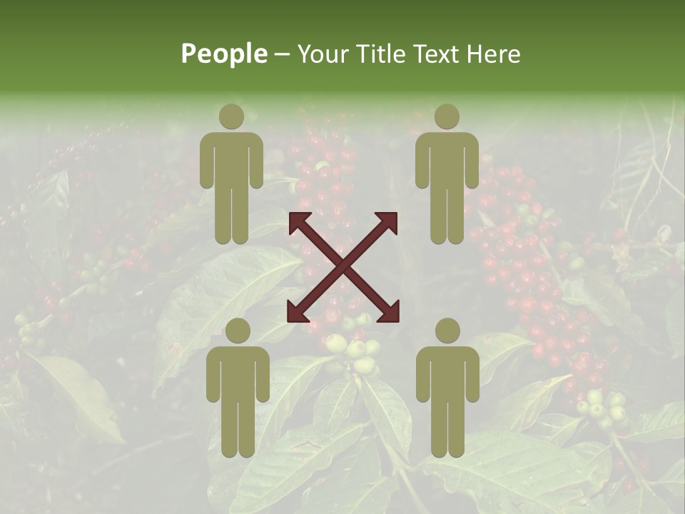 Ripe Coffee Berries PowerPoint Template