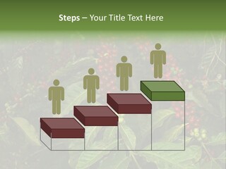 Ripe Coffee Berries PowerPoint Template