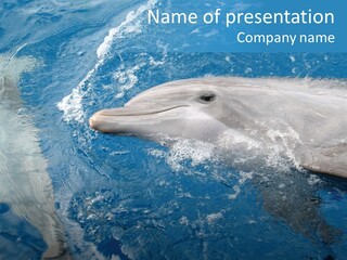 Dolphins PowerPoint Template