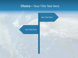 Dolphins PowerPoint Template