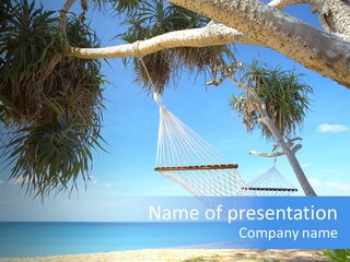 View Of Nice White Hammock Hanging Between Two Palms PowerPoint Template
