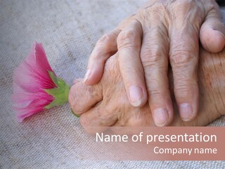 A Person Holding A Pink Flower With Their Hands PowerPoint Template