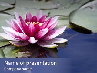 Pink Waterlily Reflected In A Blue Water Of The Pond PowerPoint Template