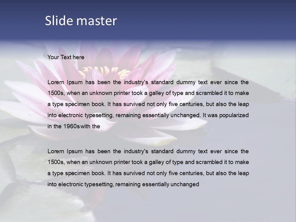 Pink Waterlily Reflected In A Blue Water Of The Pond PowerPoint Template