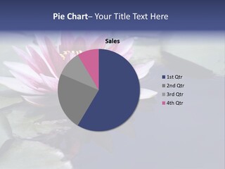 Pink Waterlily Reflected In A Blue Water Of The Pond PowerPoint Template