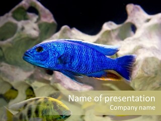 Colorful Tropical Fish Of The Cichlid Family PowerPoint Template