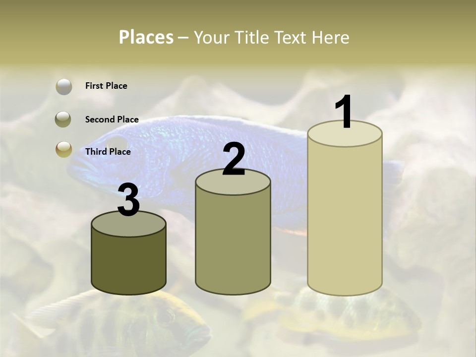 Colorful Tropical Fish Of The Cichlid Family PowerPoint Template