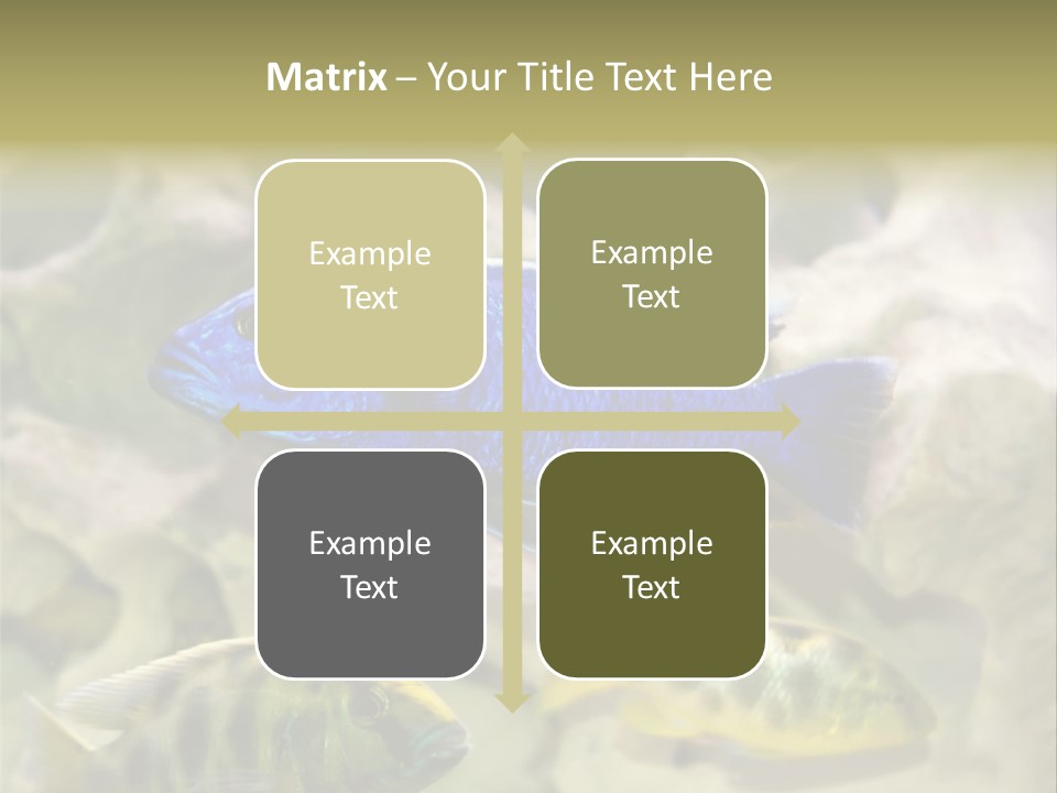 Colorful Tropical Fish Of The Cichlid Family PowerPoint Template