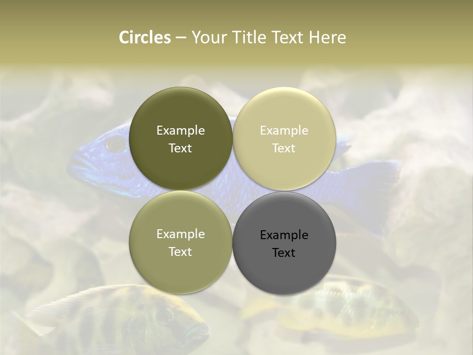Colorful Tropical Fish Of The Cichlid Family PowerPoint Template