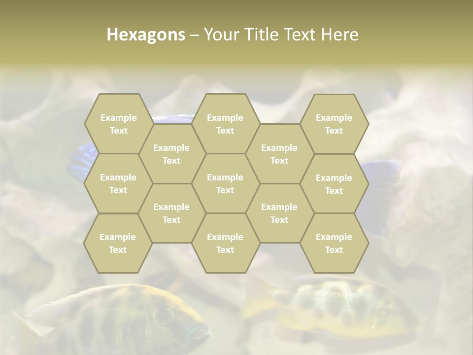 Colorful Tropical Fish Of The Cichlid Family PowerPoint Template