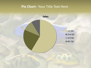 Colorful Tropical Fish Of The Cichlid Family PowerPoint Template