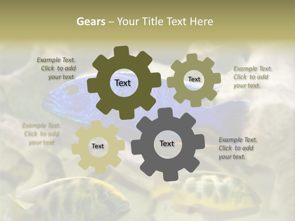 Colorful Tropical Fish Of The Cichlid Family PowerPoint Template