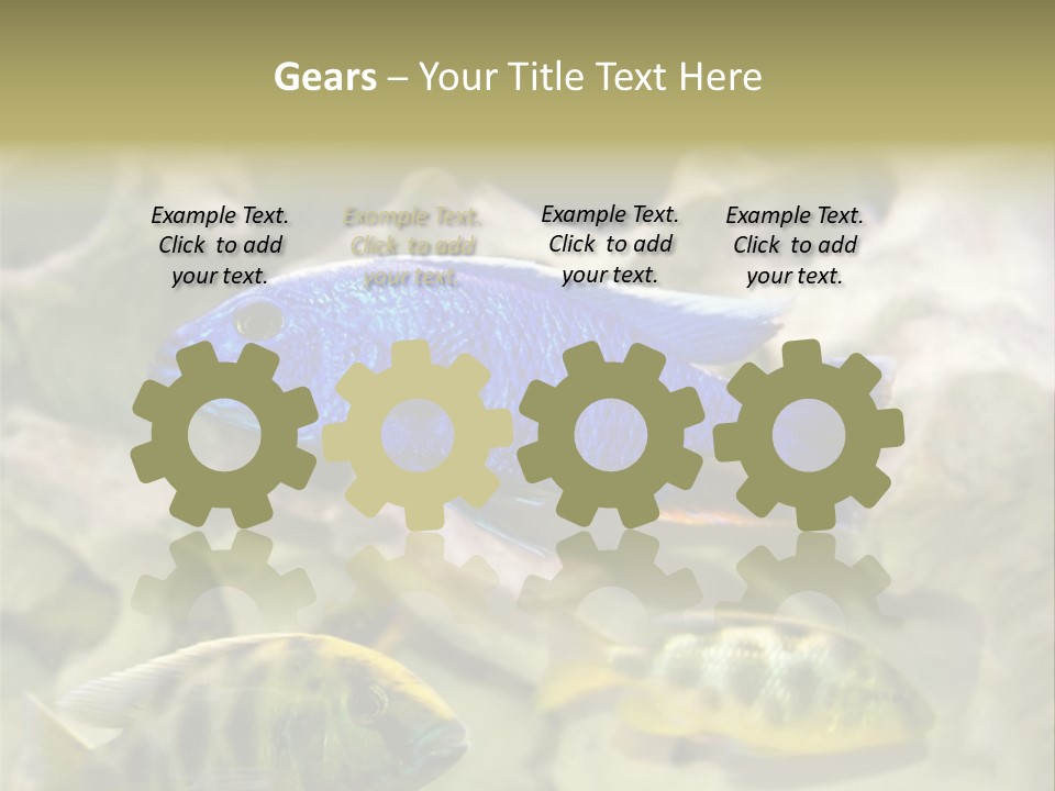 Colorful Tropical Fish Of The Cichlid Family PowerPoint Template