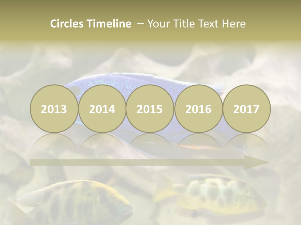 Colorful Tropical Fish Of The Cichlid Family PowerPoint Template