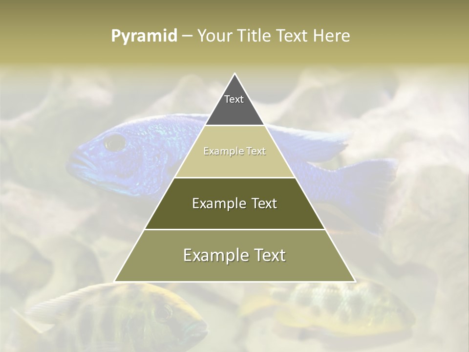 Colorful Tropical Fish Of The Cichlid Family PowerPoint Template