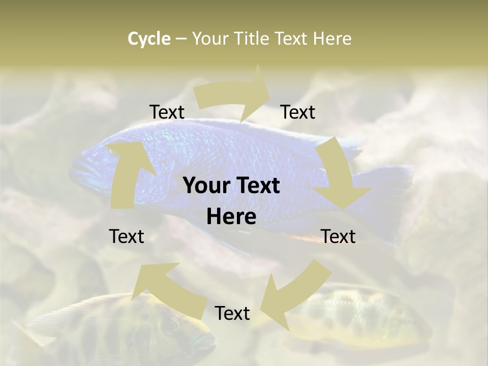 Colorful Tropical Fish Of The Cichlid Family PowerPoint Template