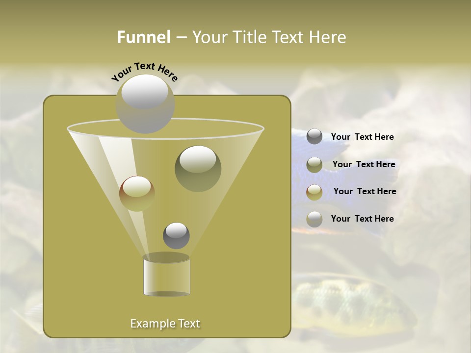 Colorful Tropical Fish Of The Cichlid Family PowerPoint Template