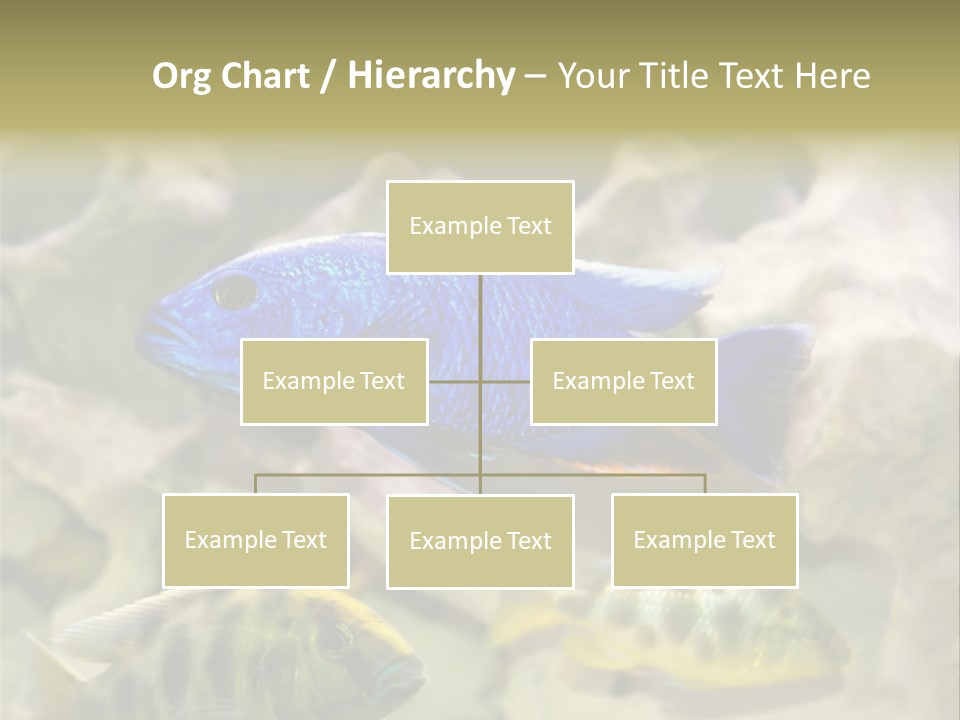 Colorful Tropical Fish Of The Cichlid Family PowerPoint Template