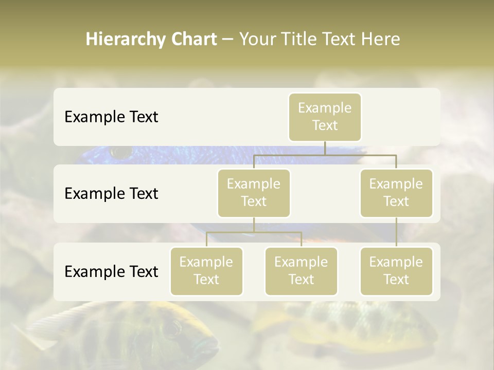 Colorful Tropical Fish Of The Cichlid Family PowerPoint Template