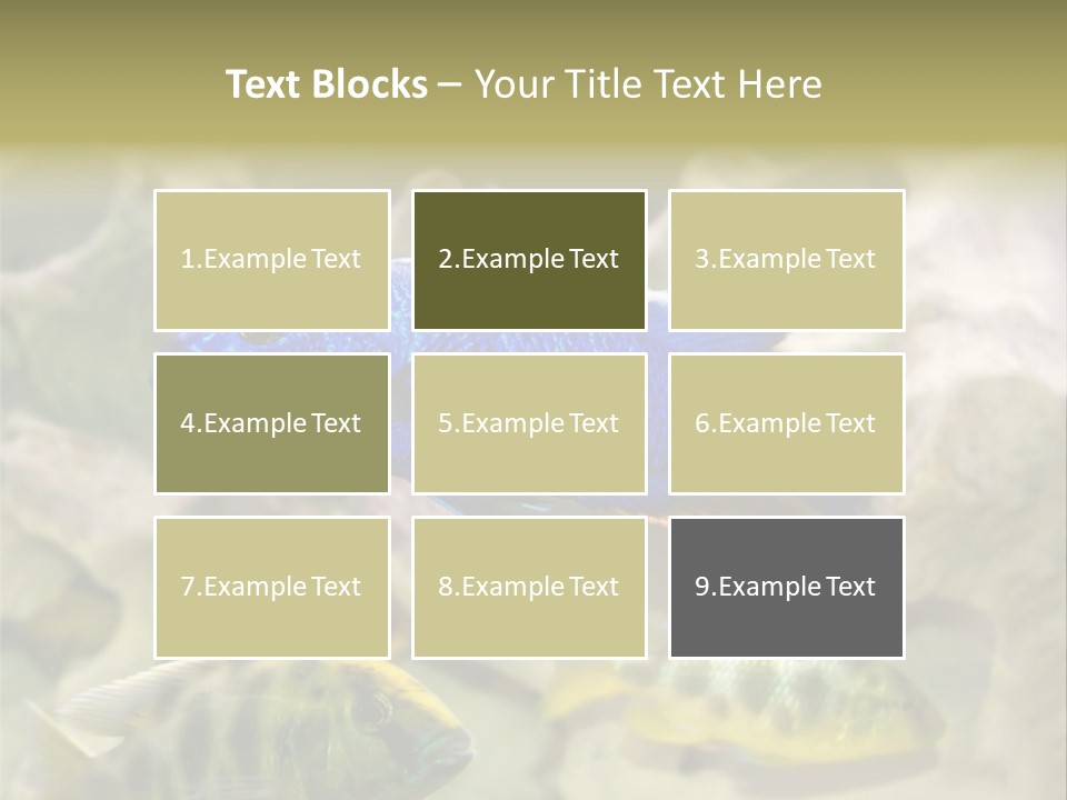 Colorful Tropical Fish Of The Cichlid Family PowerPoint Template