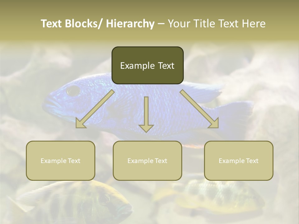 Colorful Tropical Fish Of The Cichlid Family PowerPoint Template