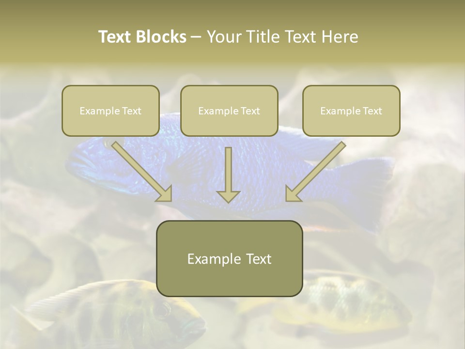 Colorful Tropical Fish Of The Cichlid Family PowerPoint Template