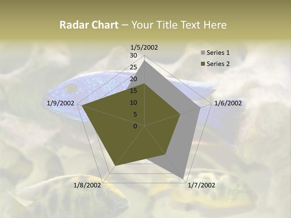 Colorful Tropical Fish Of The Cichlid Family PowerPoint Template