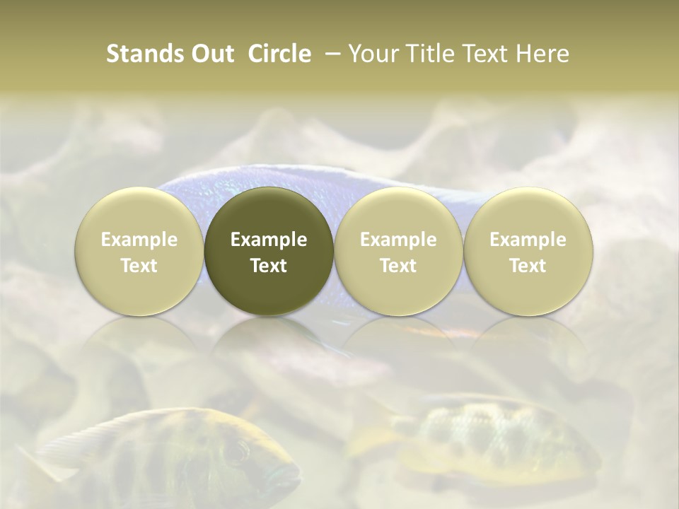 Colorful Tropical Fish Of The Cichlid Family PowerPoint Template