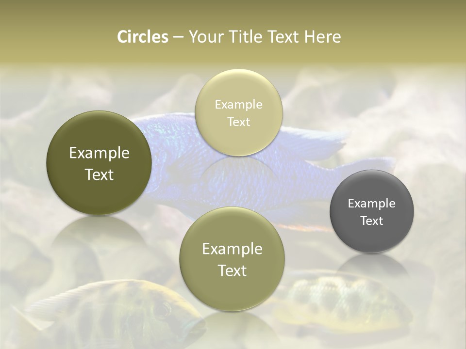 Colorful Tropical Fish Of The Cichlid Family PowerPoint Template