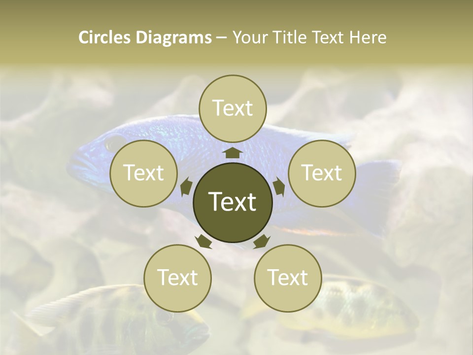 Colorful Tropical Fish Of The Cichlid Family PowerPoint Template