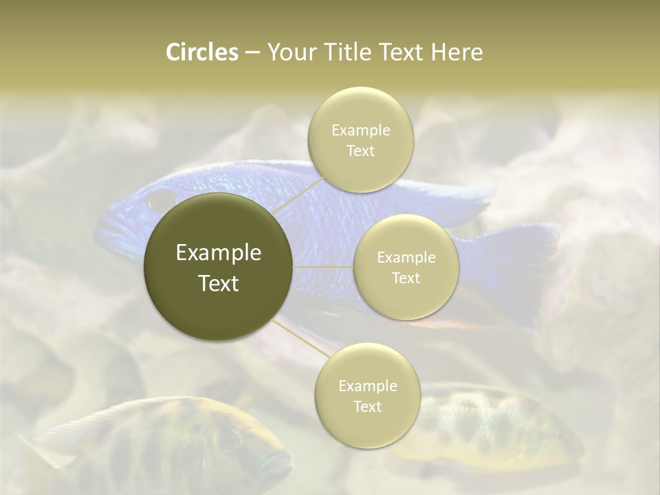 Colorful Tropical Fish Of The Cichlid Family PowerPoint Template