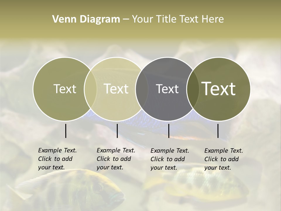Colorful Tropical Fish Of The Cichlid Family PowerPoint Template