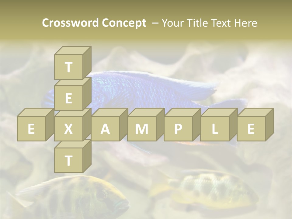 Colorful Tropical Fish Of The Cichlid Family PowerPoint Template