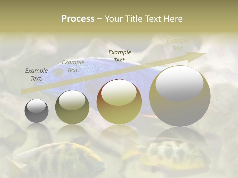 Colorful Tropical Fish Of The Cichlid Family PowerPoint Template