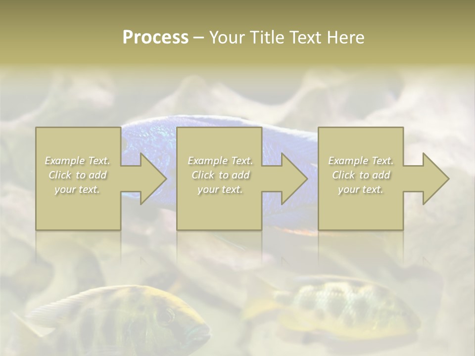 Colorful Tropical Fish Of The Cichlid Family PowerPoint Template