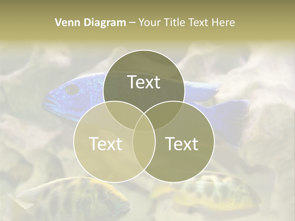 Colorful Tropical Fish Of The Cichlid Family PowerPoint Template