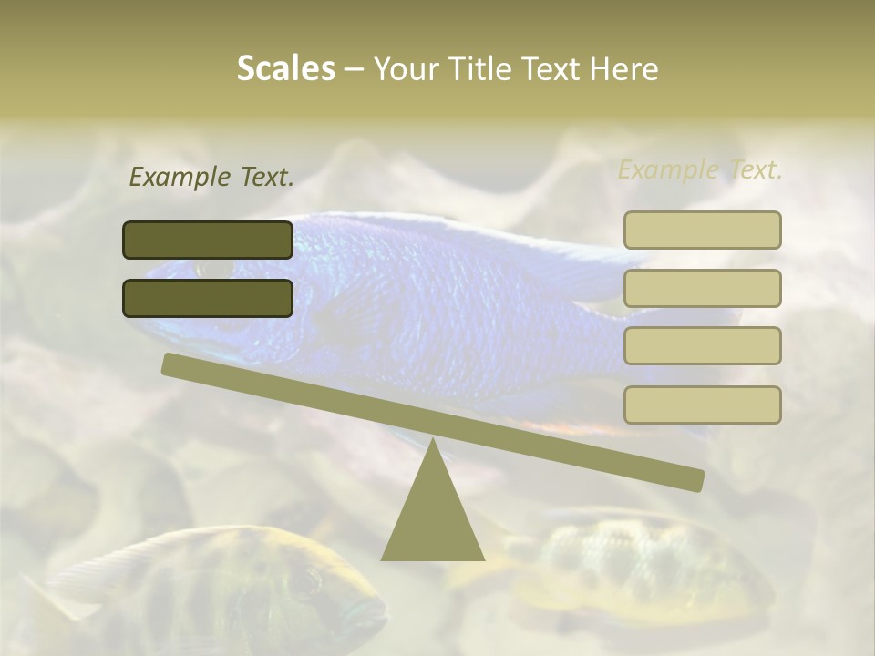 Colorful Tropical Fish Of The Cichlid Family PowerPoint Template