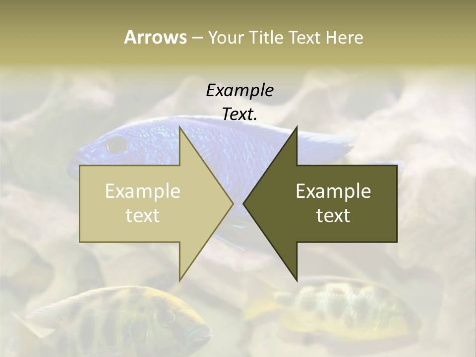 Colorful Tropical Fish Of The Cichlid Family PowerPoint Template