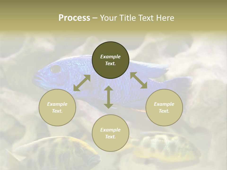 Colorful Tropical Fish Of The Cichlid Family PowerPoint Template