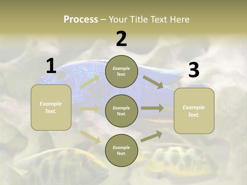 Colorful Tropical Fish Of The Cichlid Family PowerPoint Template