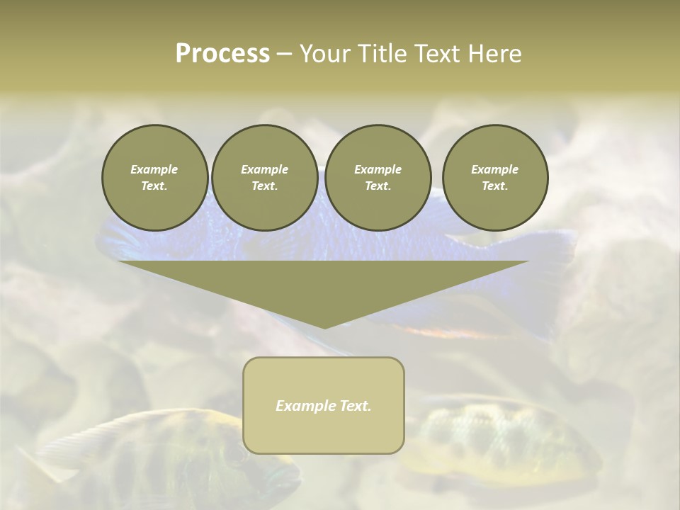 Colorful Tropical Fish Of The Cichlid Family PowerPoint Template