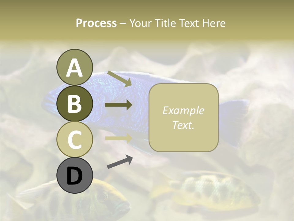 Colorful Tropical Fish Of The Cichlid Family PowerPoint Template