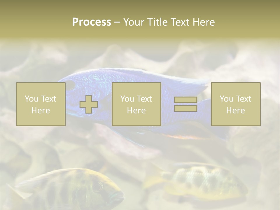 Colorful Tropical Fish Of The Cichlid Family PowerPoint Template