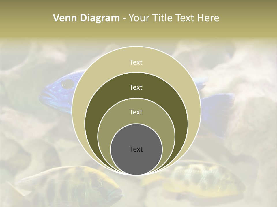 Colorful Tropical Fish Of The Cichlid Family PowerPoint Template